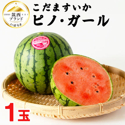 こだますいか 「 ピノ・ガール 」 1玉 2026年産 先行予約 筑西ブランド