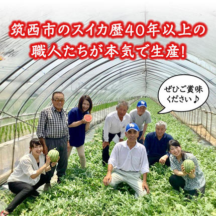 茨城県筑西市のふるさと納税 【 訳あり 】 こだますいか 「 愛娘 」 1玉 2026年産 先行予約 筑西ブランド こだまスイカ 小玉スイカ すいか スイカ フルーツ 果物 [AF083ci]
