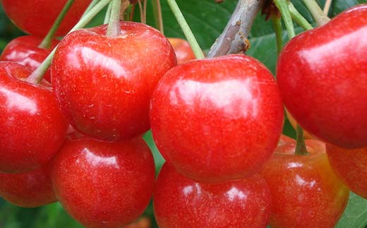 山形県南陽市のふるさと納税 【令和8年産先行予約】 《定期便3回》 夏の果実祭り 『フードシステムズ』 さくらんぼ デラウェア 桃 果物 フルーツ 山形県 南陽市 [2260-R8]