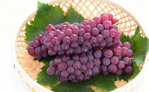 山形県南陽市のふるさと納税 【令和8年産先行予約】 《定期便3回》 夏の果実祭り 『フードシステムズ』 さくらんぼ デラウェア 桃 果物 フルーツ 山形県 南陽市 [2260-R8]