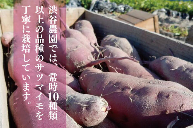 茨城県行方市のふるさと納税 【12ヶ月定期便】渋谷農園の毎月食べ比べさつまいも 約4.5kg｜さつまいも サツマイモ さつま芋 お芋 食べ比べ 定期便 毎月 紅はるか きみまろこ シルクスイート 栗かぐや 渋谷農園 さつまいも博 茨城県産 茨城県 行方市(BZ-21)