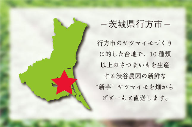 茨城県行方市のふるさと納税 【12ヶ月定期便】渋谷農園の毎月食べ比べさつまいも 約4.5kg｜さつまいも サツマイモ さつま芋 お芋 食べ比べ 定期便 毎月 紅はるか きみまろこ シルクスイート 栗かぐや 渋谷農園 さつまいも博 茨城県産 茨城県 行方市(BZ-21)