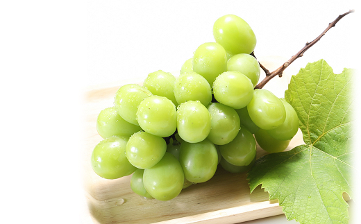 山形県南陽市のふるさと納税 【令和8年産先行予約】 シャインマスカット 約1.2kg (1～3房 秀) 《令和8年9月下旬～11月中旬発送》 『フードシステムズ』 マスカット 葡萄 ぶどう 果物 山形県 南陽市 [902]