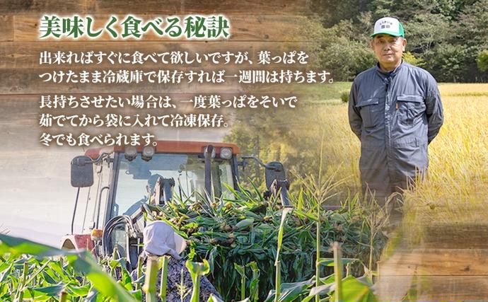 北海道洞爺湖町のふるさと納税 北海道産 とうもろこし 恵味 ゴールド 2L 8本 8月中旬～9月下旬頃お届け 朝採り 恵味 めぐみトウモロコシ スイート コーン 甘い 新鮮 先行受付 夏 野菜 産地直送 塩田農園 送料無料 北海道 洞爺湖町