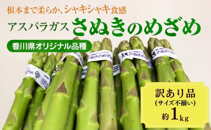 アスパラガス【さぬきのめざめ】訳あり品　約