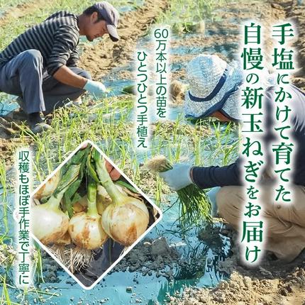 愛知県碧南市のふるさと納税 【5/31まで受付】(2026年発送) ≪『満天☆青空レストラン』で紹介されました！≫ 訳あり 新玉ねぎ 生がおいしい 神重農産のブランド玉ねぎ「旬玉」5kg ブランド玉ねぎ 玉ねぎ 国産 愛知県産 野菜 やさい 農家直送 畑直送 旬 期間限定 たまねぎ 先行予約 旬 特産 高評価 高リピート 人気 H105-203