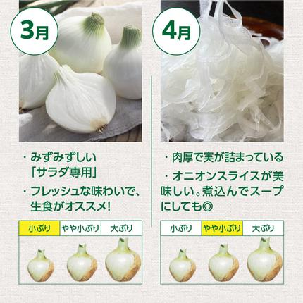 愛知県碧南市のふるさと納税 (2026年発送)訳あり 新玉ねぎ 生がおいしい 神重農産のブランド玉ねぎ「旬玉」5kg ブランド玉ねぎ 玉ねぎ 国産 愛知県産 野菜 やさい 農家直送 畑直送 旬 期間限定 たまねぎ 先行予約 旬 特産 高評価 高リピート 人気 H105-153