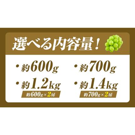 2026年先行予約受付】ぶどう シャインマスカット 晴王 選べる 600g