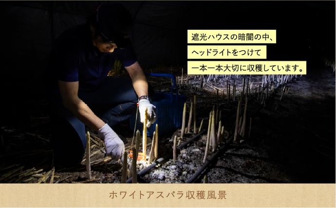 北海道上富良野町のふるさと納税 【令和8年産】先行予約 北海道 上富良野産 ホワイトアスパラガス 3L サイズ 400g アスパラ ホワイト アスパラガス 上富良野町 野菜 やさい