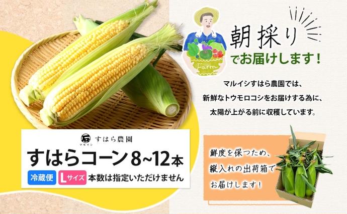 朝採り とうもろこし すはらコーン 8～12本 トウモロコシ イエロー 