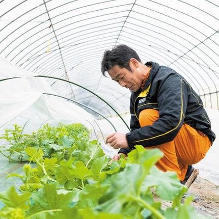 茨城県八千代町のふるさと納税 【先行予約 2026年6月中旬以降発送開始】  タカミメロン 秀品 1箱 2玉入り 期間限定 産地直送 果物 フルーツ メロン 青肉 甘い[AV010ya]