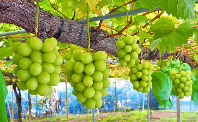 長野県小諸市のふるさと納税 シャインマスカット 先行予約 約2kg 3～4房 果物 フルーツ ぶどう 大粒 甘い 完熟