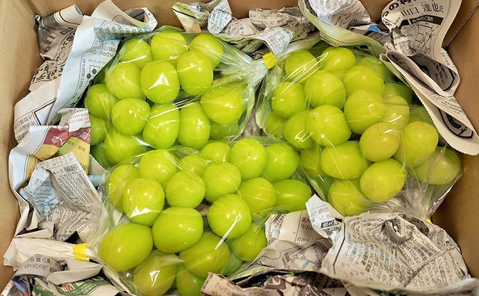 長野県小諸市のふるさと納税 シャインマスカット 先行予約 約2kg 3～4房 果物 フルーツ ぶどう 大粒 甘い 完熟
