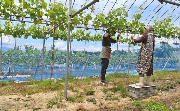 長野県小諸市のふるさと納税 シャインマスカット 先行予約 約2kg 3～4房 果物 フルーツ ぶどう 大粒 甘い 完熟