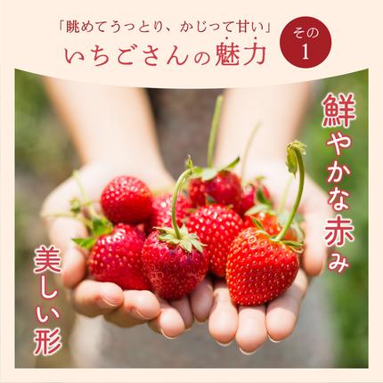 佐賀県大町町のふるさと納税 いちごさん 880g (220g×4p)