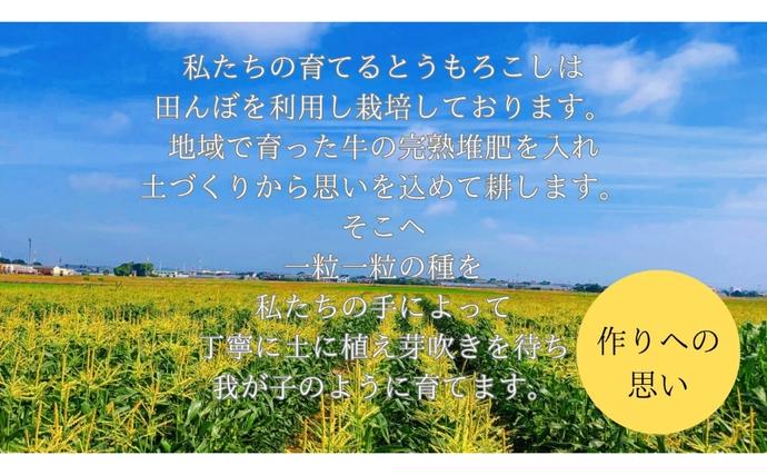静岡県袋井市のふるさと納税 【先行予約】?極の?さと果汁 白いとうもろこし おすすめ コーン トウモロコシ 採れたて 新鮮 健康 ヘルシー 人気 厳選 袋井市