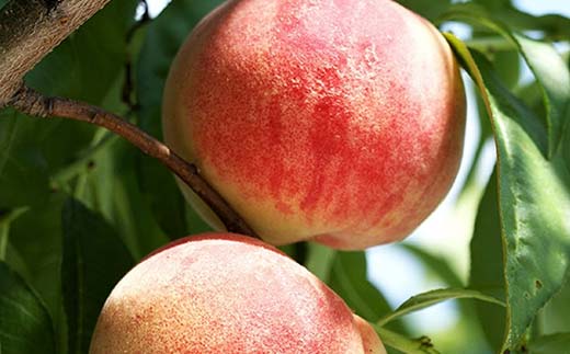 山形県南陽市のふるさと納税 【令和8年産先行予約】 《定期便3回》 夏の果実祭り 『フードシステムズ』 さくらんぼ デラウェア 桃 果物 フルーツ 山形県 南陽市 [2260-R8]