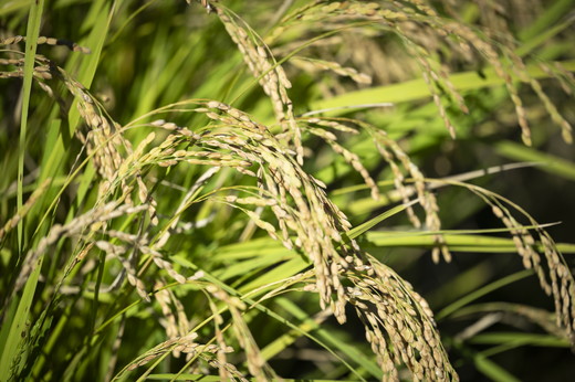 愛媛県鬼北町のふるさと納税 【R7年産】鬼米×ひめの凜（プレミアムクオリティ） 各5kg （計10kg） ｜ お米 お米不足 お米品薄 おいしい お米 事業者支援 送料無料 白米 精米 国産 限定 ごはん ご飯 白飯 ゴハン 愛媛県産 鬼北町 ※2025年11月上旬より順次発送予定