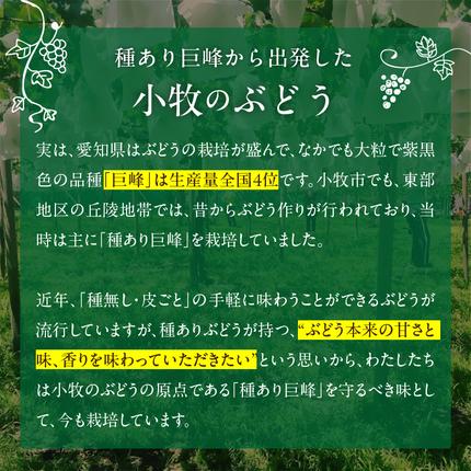 愛知県小牧市のふるさと納税 こだわりの種あり巨峰　約2kg 2026年先行予約（2026年発送分）ぶどう ［034K01］