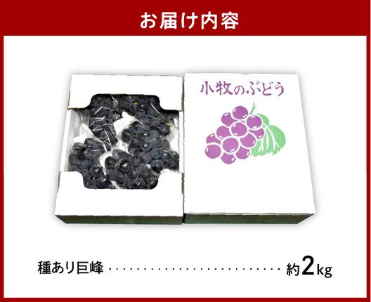 愛知県小牧市のふるさと納税 こだわりの種あり巨峰　約2kg 2026年先行予約（2026年発送分）ぶどう ［034K01］
