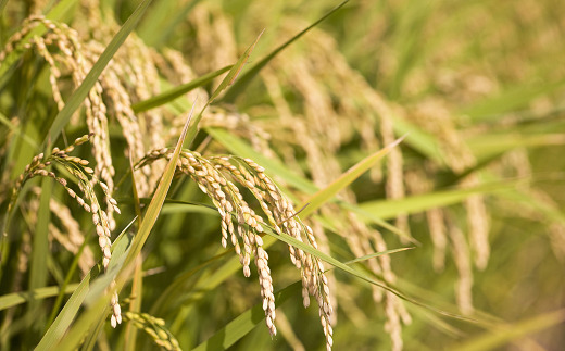 山形県南陽市のふるさと納税 令和7年産 JA 特別栽培米 つや姫 10kg (5kg×2袋) 『JA山形おきたま』 山形置賜産 米 精米 山形県 南陽市 [639]