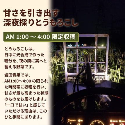 茨城県八千代町のふるさと納税 【先行予約 2026年6月中旬以降発送 】 【 令和8年産 】  深夜採り 朝出荷 とうもろこし （ ゴールドラッシュ ） 約 3.5kg トウモロコシ 深夜採り 甘い 新鮮 スイートコーン コーン 野菜 極甘 岩田さん 2026 [AX058ya]