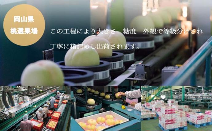 岡山県高梁市のふるさと納税 桃 2026 年先行予約 岡山 白桃 エース 4～6玉 1kg 岡山県産 JAおかやまのもも モモ 岡山県産 国産 フルーツ 果物 ギフト
