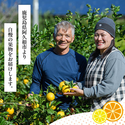鹿児島県阿久根市のふるさと納税 訳あり紅甘夏(約20kg) 国産 鹿児島県 阿久根市 果実 果物 フルーツ 柑橘 紅甘夏 みかん ミカン 期間限定 数量限定【桐野柑橘株式会社】akn070-09