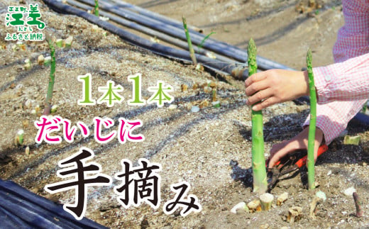 北海道江差町のふるさと納税 ＼春アスパラ 先行予約 2026年4月～順次出荷予定／《訳あり》北海道江差町産 アスパラガス 1kg【サイズ不揃い・規格外MIX】　見た目は良くなくても鮮度や味は正規品と変わりません！　朝採り　農家直送　新鮮　鮮度保持　北海道　旬野菜　グリーンアスパラ　アスパラ　ご自宅用　無選別・規格外・ハネ物・B品