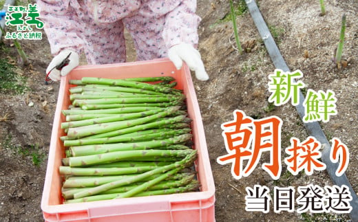 北海道江差町のふるさと納税 ＼春アスパラ 先行予約 2026年4月～順次出荷予定／《訳あり》北海道江差町産 アスパラガス 1kg【サイズ不揃い・規格外MIX】　見た目は良くなくても鮮度や味は正規品と変わりません！　朝採り　農家直送　新鮮　鮮度保持　北海道　旬野菜　グリーンアスパラ　アスパラ　ご自宅用　無選別・規格外・ハネ物・B品