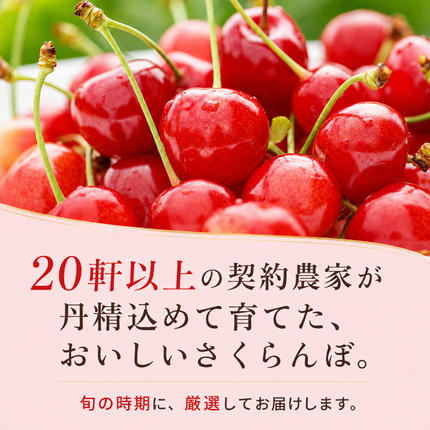 北海道仁木町のふるさと納税 2027年発送 北海道 仁木町産 さくらんぼ 紅秀峰 600g (300g×2パック) L-Mサイズ 混合 旬 桜桃 産地直送 サクランボ チェリー フルーツ 果物 果物類 仁木町 仁木 [松山商店]