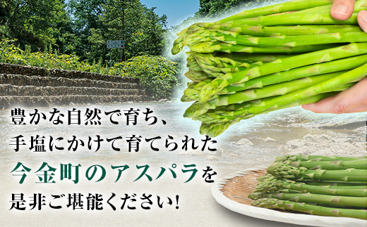 北海道今金町のふるさと納税 【先行予約】朝採れ新鮮アスパラ 750g（2Lサイズ） (2026年3月下旬～6月中旬または2026年7月上旬～9月上旬頃発送) 野菜 秀品 北海道産 バーベキュー BBQ キャンプ 旬野菜 アスパラガス 栄養満点 冷蔵発送 F21W-459