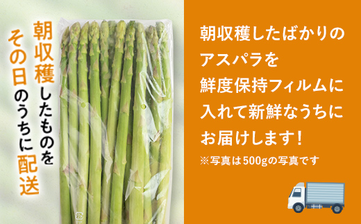 北海道今金町のふるさと納税 【先行予約】朝採れ新鮮アスパラ 750g（2Lサイズ） (2026年3月下旬～6月中旬または2026年7月上旬～9月上旬頃発送) 野菜 秀品 北海道産 バーベキュー BBQ キャンプ 旬野菜 アスパラガス 栄養満点 冷蔵発送 F21W-459