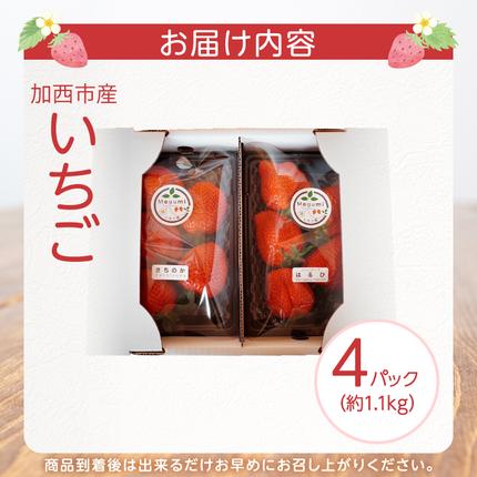 兵庫県加西市のふるさと納税 いちご　4パック 兵庫県 加西市 果物類 苺 イチゴ 果物詰合せ フルーツ