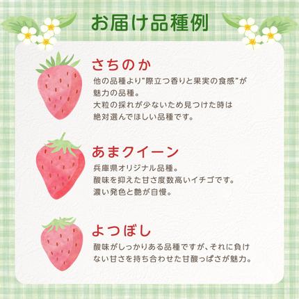 兵庫県加西市のふるさと納税 いちご　4パック 兵庫県 加西市 果物類 苺 イチゴ 果物詰合せ フルーツ