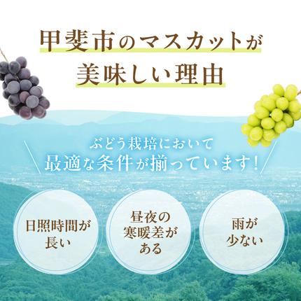 山梨県甲斐市のふるさと納税 【2026年発送分】シャインマスカット「こだわり」１kg以上　先行予約　2～3房　人気　おすすめ　国産　贈答　ギフト　お取り寄せ　　山梨県産　産地直送　フルーツ　果物　くだもの　ぶどう　ブドウ　葡萄　シャイン　シャインマスカット　新鮮　CD-1