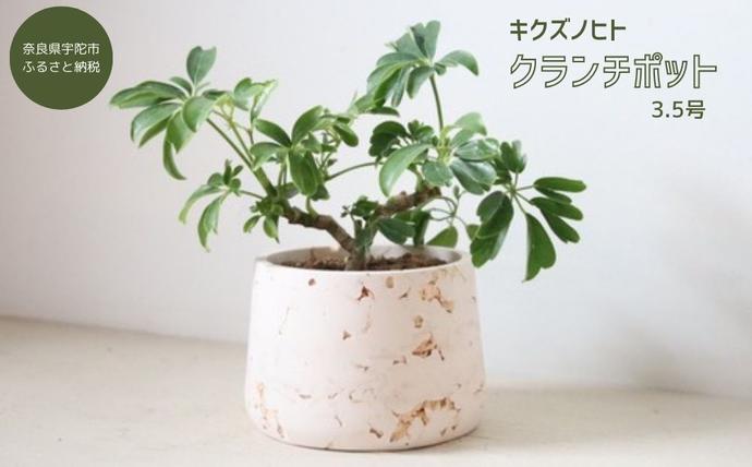 クランチポット3.5号 / おしゃれ 木製 プランター 植木鉢 インテリア
