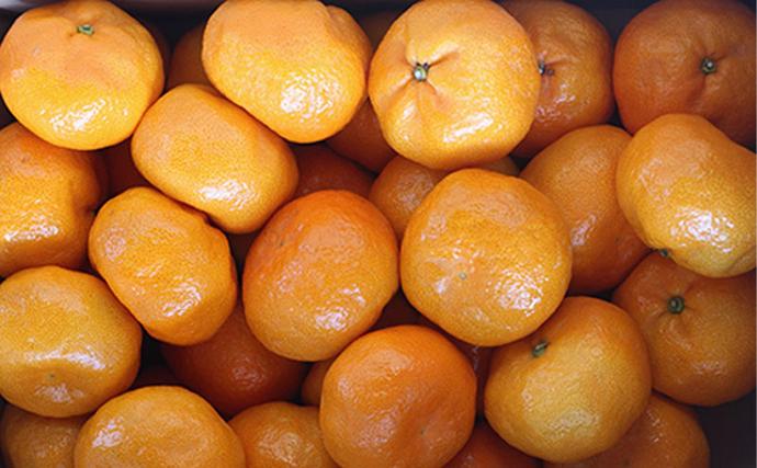 ミカちゃんマークのマルエム青島三ヶ日みかん 秀 M 4kg（約36個