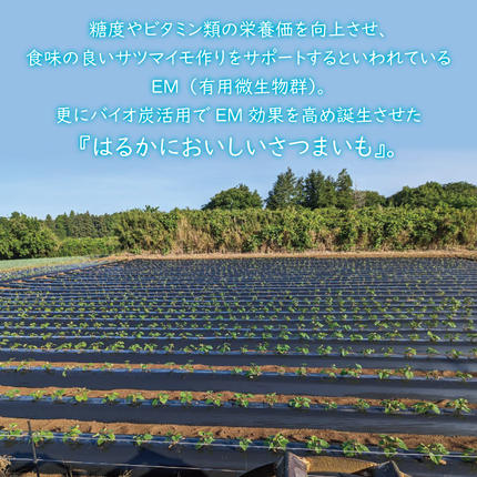 茨城県行方市のふるさと納税 【2026年1月上旬より順次発送】★訳あり★無選別「はるかにおいしいさつまいも」EMそだち紅はるか 約5kg｜さつまいも 芋 サツマイモ 紅はるか 訳あり わけあり ワケアリ 先行予約 EM 栄養 焼き芋 蒸かし芋 天ぷら 大学芋 茨城県 行方市(HH-1)