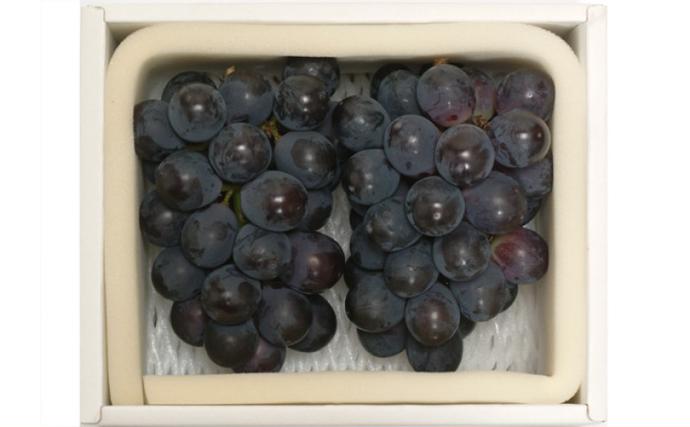 岡山県玉野市のふるさと納税 ぶどう 2026年先行予約 ニューピオーネ 2房 約950g 岡山県産 お届け 9月上旬～10月中旬