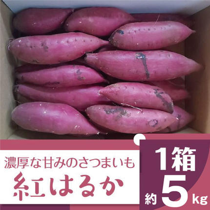 茨城県行方市のふるさと納税 2025年度産 濃厚な甘みのさつまいも 紅はるか 約5kg｜さつまいも 芋 お芋 紅はるか 渋谷農園 茨城県 行方市(BZ-15)