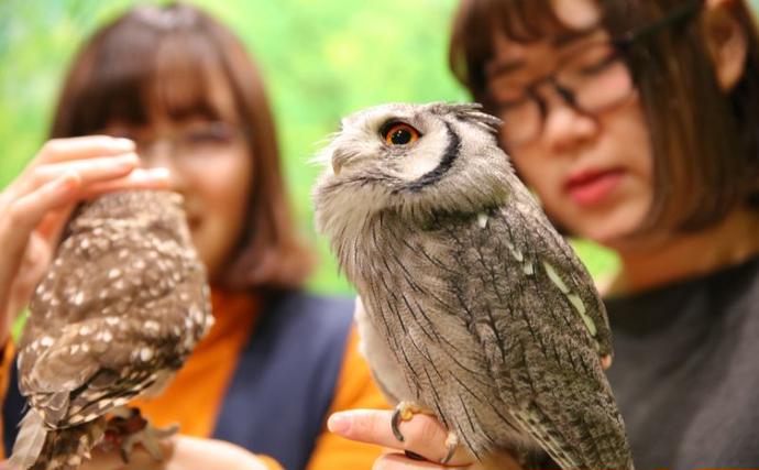 東京都豊島区のふるさと納税 チケット 東京 ふれあい入場チケット 体験 ふくろう 爬虫類 チンチラ フクロモモンガ うさぎ モルモット ミーアキャット プレーリードッグ ヘビ カメ 写真撮影 ふれあい 豊島区 東京都