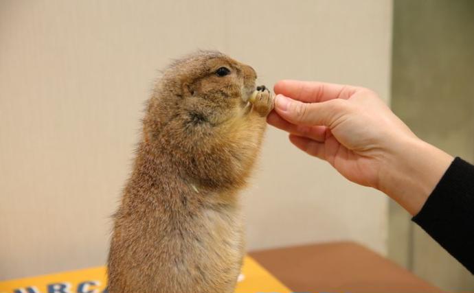 東京都豊島区のふるさと納税 チケット 東京 ふれあい入場チケット 体験 ふくろう 爬虫類 チンチラ フクロモモンガ うさぎ モルモット ミーアキャット プレーリードッグ ヘビ カメ 写真撮影 ふれあい 豊島区 東京都