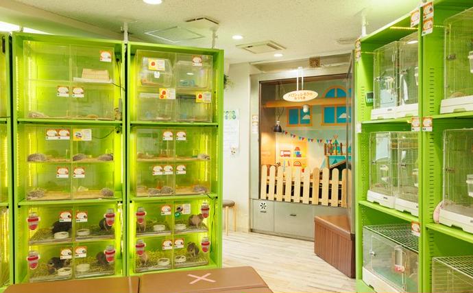 東京都豊島区のふるさと納税 チケット 東京 ふれあい入場チケット 体験 ふくろう 爬虫類 チンチラ フクロモモンガ うさぎ モルモット ミーアキャット プレーリードッグ ヘビ カメ 写真撮影 ふれあい 豊島区 東京都