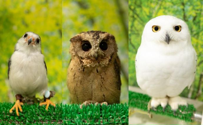 東京都豊島区のふるさと納税 チケット 東京 ふれあい入場チケット 体験 ふくろう 爬虫類 チンチラ フクロモモンガ うさぎ モルモット ミーアキャット プレーリードッグ ヘビ カメ 写真撮影 ふれあい 豊島区 東京都