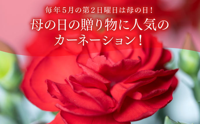 熊本県八代市のふるさと納税 【先行予約】【2026年5月7日～8日発送】ポットカーネーション 赤 5号鉢 カゴ付き 花 母の日 プレゼント ギフト 贈り物 熊本県 八代市