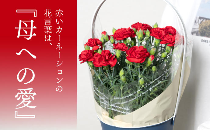 熊本県八代市のふるさと納税 【先行予約】【2026年5月7日～8日発送】ポットカーネーション 赤 5号鉢 カゴ付き 花 母の日 プレゼント ギフト 贈り物 熊本県 八代市