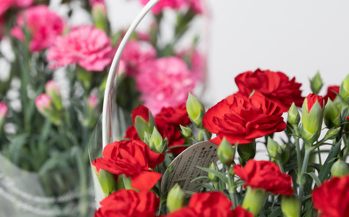 熊本県八代市のふるさと納税 【先行予約】【2026年5月7日～8日発送】ポットカーネーション 赤 5号鉢 カゴ付き 花 母の日 プレゼント ギフト 贈り物 熊本県 八代市