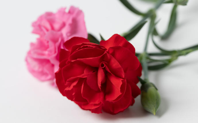 熊本県八代市のふるさと納税 【先行予約】【2026年5月7日～8日発送】ポットカーネーション 赤 5号鉢 カゴ付き 花 母の日 プレゼント ギフト 贈り物 熊本県 八代市