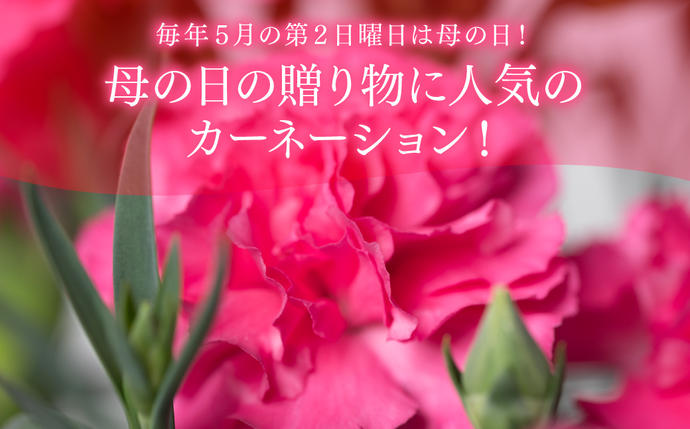 熊本県八代市のふるさと納税 【先行予約】【2026年5月7日～8日発送】ポットカーネーション ピンク 5号鉢 カゴ付き カーネーション 花 母の日 プレゼント ギフト 贈り物 熊本県 八代市